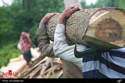 قاچاقچی چوب در بهشهر بازداشت شد/ سایر مجرمین تحت تعقیب دستگاه قضایی هستند