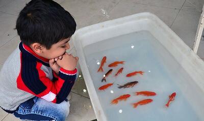 مسابقه باور نکردنی ماهی درون آکواریوم با کودک + فیلم