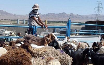 ماجرای خرید و فروش گوسفند با کارت ملی چیست؟ | رویداد24