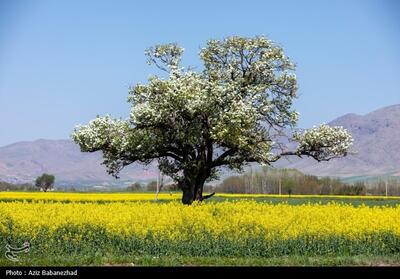 شکوفه های بهاری در شهرستان سلسله - لرستان- عکس مستند تسنیم | Tasnim