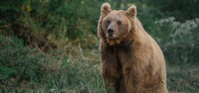 صحبت کردن یک محیط‌بان با خرس قهوه‌ای با لهجه مازنی (فیلم)