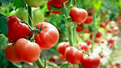 افزایش سطح آنتی اکسیدان‌ها در گوجه فرنگی از طریق آبیاری با نانوحباب هیدروژن