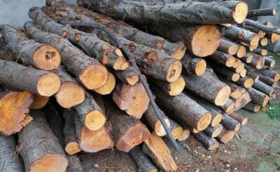 کشف بیش از 10 تن چوب قاچاق در گچساران 