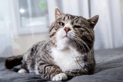 صدا دادن شکم گربه چه دلایلی دارد ؟