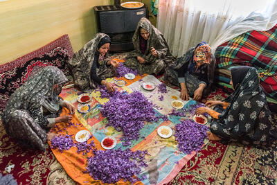 زیان 266 میلیون تومانی زعفران‌کاران ایرانی