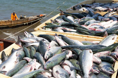 کاهش ۸ تا ۱۰ هزار تن تولید تخم ماهی