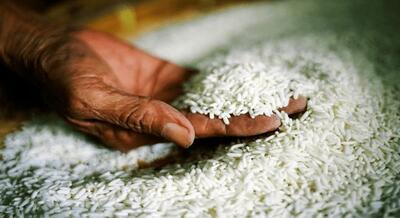 برنج چطور در سفره‌های ایرانی می‌ماند؟