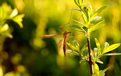 گیاهانی که پشه‌ها را از حیاط و خانه شما دور می‌کنند