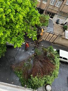 تصاویر شکستن درخت در اثر بارش باران امروز در تهران