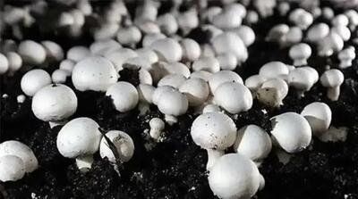 تولید سالانه بیش از یک هزار تن قارچ دکمه‌ای در بستان آباد