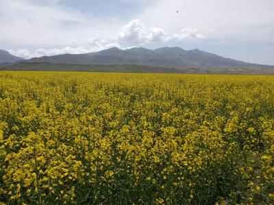 گلدهی بیش از ۸۵ هکتار دانه روغنی کلزا در مزارع شهرستان جلفا