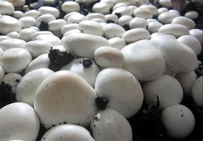 روزانه چند تن قارچ توزیع می شود