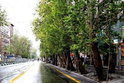 تصاویر | شکستن درخت در تهران در اثر بارش باران امروز