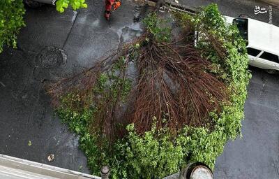 عکس/ شکستن درخت در اثر بارش باران در شهرک ولیعصر
