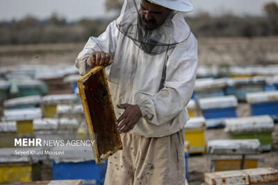 ۱۸۰۰ تن عسل در کهگیلویه و بویراحمد تولید شد