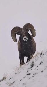 ببینید / گوسفند کوهی + فیلم