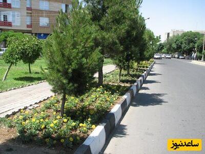 خلاقیت هوشمندانه شهرداری تهران در محافظت از درخت با دستی مردانه+عکس/ دست مریزاد و خدا قوت👌