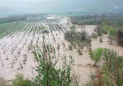 خسارت  145 میلیارد تومانی بارندگی به کشاورزی خراسان جنوبی - تسنیم