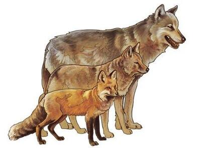 یک بار برای همیشه با این عکس تفاوت گرگ، شغال و روباه را با رسم شکل یاد بگیرید