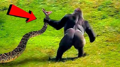 نبرد نفسگیر میمون و مار / با نتیجه ای وحشتناک و باورنکردنی !