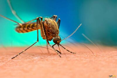 بروز مالاریا در ۴ استان