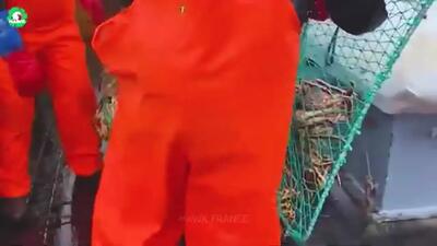 (ویدئو) چگونه کوسه ها، خرچنگ ها و هشت پاها در کارخانه برش و بسته بندی می شوند؟