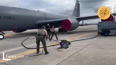 (ویدئو) بازدید سرزده یک تمساح از پایگاه هوایی آمریکا