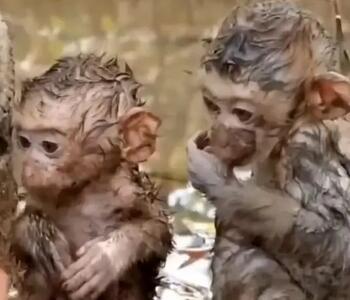 نجات دو بچه میمون از سیل + فیلم
