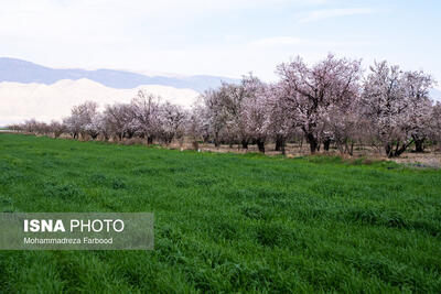 جشنواره «شکوفه‌های بادام» در دژکرد اقلید برگزار می‌شود