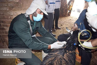 آغاز طرح واکسیناسیون علیه طاعون نشخوارکنندگان کوچک در ‌سلطانیه‌