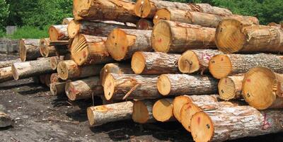 مزارع تولید چوب در کرمانشاه توسعه می‌یابند