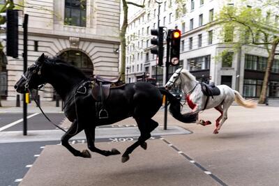 رد خون در خیابان کاخ باکینگهام/ اسب‌های سواره‌نظام لندن رم کردند