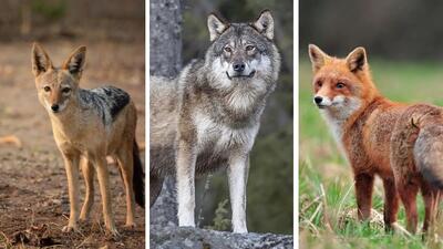 رمزگشایی از حیات وحش؛ چطور گرگ، روباه و شغال را از یکدیگر تشخیص دهیم؟ - روزیاتو