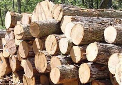 کشف 5 تن چوب جنگلی قاچاق در کلاردشت - تسنیم