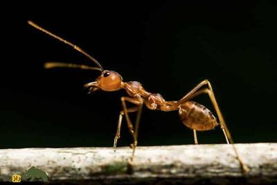 آیا مورچه‌ها صدا دارند و چرا صدای مورچه‌ها را نمی‌شنویم؟