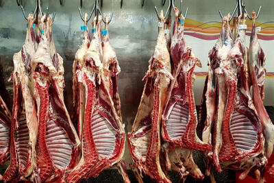 گوشت گرم از آفریقای جنوبی و تانزانیا وارد می‌شود