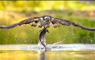 فیلم/ لحظه‌ی زیبای شکار عقاب از دریا