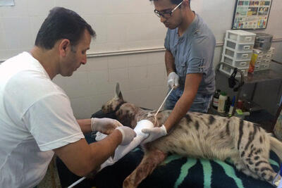 توله کفتارهای زخمی شده توسط سگ‌های روستا در کهگیلویه مداوا شدند