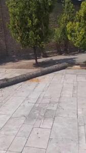علت قطع درختان در منطقه 7 تهران + فیلم