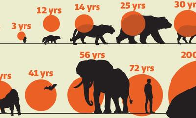 طول عمر پستانداران چقدر است؟ + اینفوگرافیک