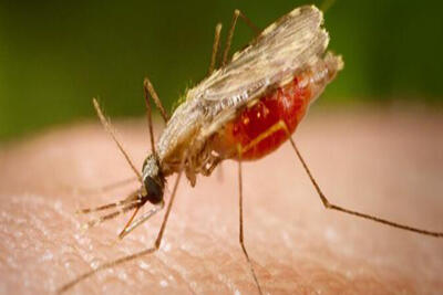 یک بررسی: بیش از نیمی از جمعیت جهان تا سال ۲۰۵۰ در معرض بیماری‌های مالاریا و تب دنگی هستند | خبرگزاری بین المللی شفقنا