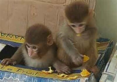 کشف محموله پرندگان کمیاب و میمون از قاچاق در مرز بلوچستان - تسنیم
