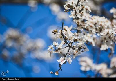 شکوفه های بهاری در مازندران- عکس استانها تسنیم | Tasnim