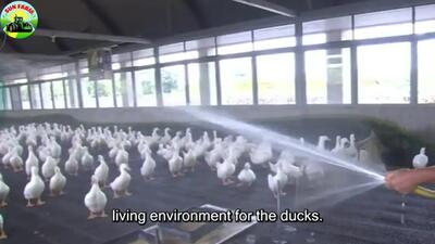 ویدئو/ فرآوری اردک؛ پرورش و بسته بندی میلیون ها اردک
