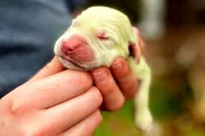 ویدئویی از تولد یک توله‌ سگ به رنگ سبز لیمویی