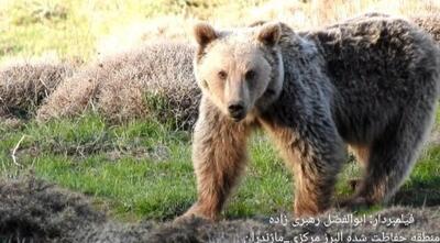 مذاکره محیط بان با خرس در جنگل‌های مازندران: «خرس من برایت سوت می‌زنم تو نباید فرار کنی؟»+فیلم