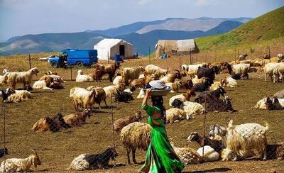 شاهکار تاریخی دولت با گوشت گوسفند