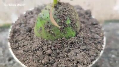 (ویدئو) نحوه پرورش درخت انبه با کمک میوه آن در گلدان خانگی