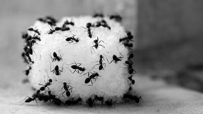 ترفندهای آسان خانگی برای دفع مورچه‌ها از منازل / خیار و مرکبات به کمک شما می‌آیند!
