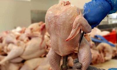 آخرین جزئیات پیش بینی قیمت مرغ فردا 8 اردیبهشت | افزایش قیمت مرغ تازه از فردا اول هفته!